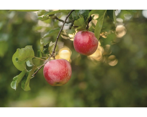 Äppelträd OMNIA GARDEN Malus domestica Alice inkl. uppbindningskit