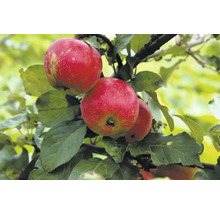Äppelträd OMNIA GARDEN Malus domestica Alice inkl. uppbindningskit
