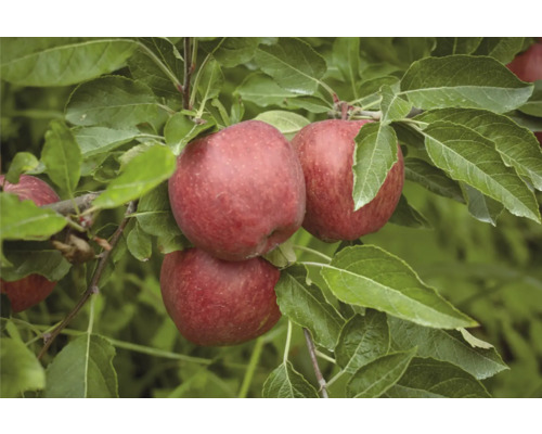 Äppelträd OMNIA GARDEN Malus domestica Amorosa inkl. uppbindningskit