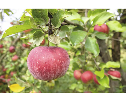 Äppelträd OMNIA GARDEN Malus domestica Aroma inkl. uppbindningskit