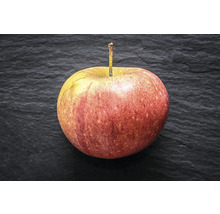Äppelträd OMNIA GARDEN Malus domestica Cox Pomona-thumb-2