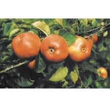 Äppelträd OMNIA GARDEN Malus domestica Cox Pomona-thumb-0