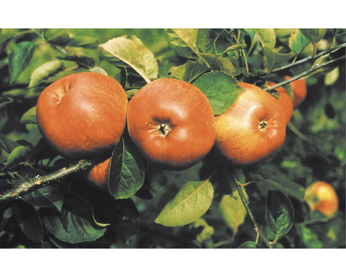 Äppelträd OMNIA GARDEN Malus domestica Cox Pomona-0
