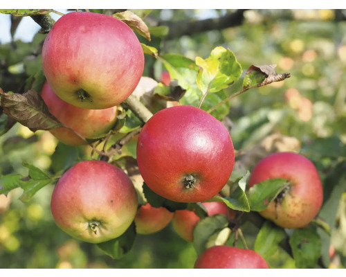 Äppelträd OMNIA GARDEN Malus domestica Discovery inkl. uppbindningskit