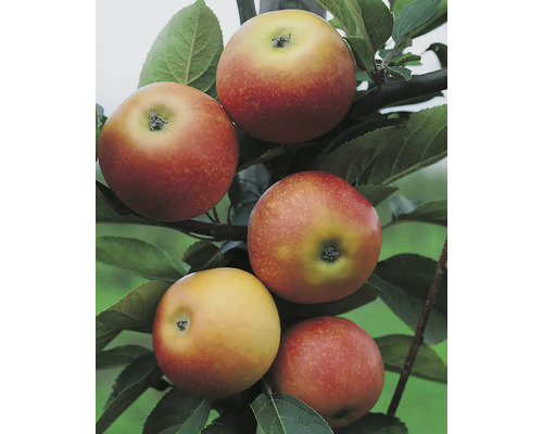 Mogna äpplen på trädet