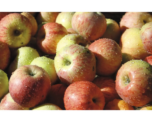 Äppelträd OMNIA GARDEN Malus domestica Gravensteiner Äppelträd OMNIA GARDEN Malus domestica Gravensteiner