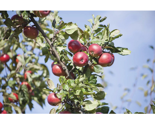 Äppelträd OMNIA GARDEN Malus domestica Summerred inkl. uppbindningskit