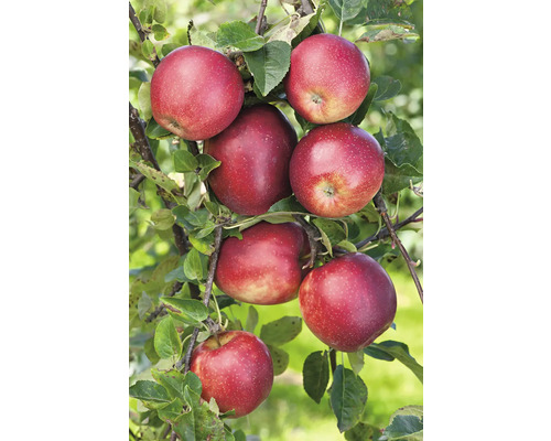 Rött äpple på träd med gröna blad