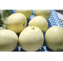 Äppelträd OMNIA GARDEN Malus domestica Transparente Blanche inkl. uppbindningskit
