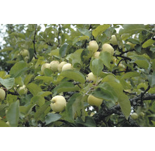 Äppelträd OMNIA GARDEN Malus domestica Transparente Blanche inkl. uppbindningskit