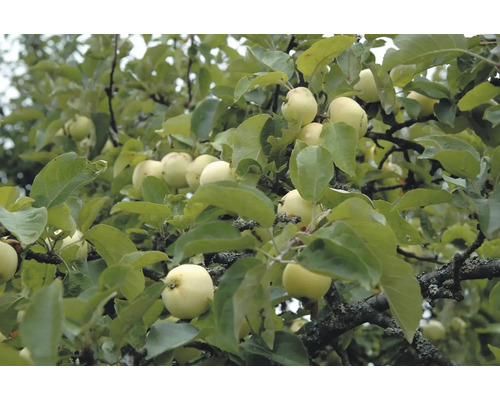 Äppelträd OMNIA GARDEN Malus domestica Transparente Blanche