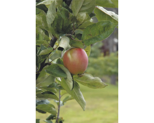 Äppelträd OMNIA GARDEN Malus domestica Åkerö Äppelträd OMNIA GARDEN Malus domestica Åkerö