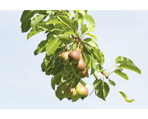 Päronträdsgren med mogna päron och blad
