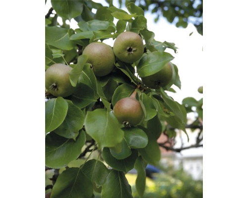 Augustipäron OMNIA GARDEN Pyrus communis inkl. uppbindningskit