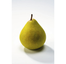 Päron OMNIA GARDEN Pyrus communis Clara Frijs inkl. uppbindningskit