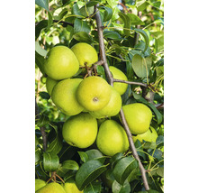 Päron OMNIA GARDEN Pyrus communis Clara Frijs inkl. uppbindningskit