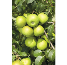 Päron OMNIA GARDEN Pyrus communis Clara Frijs inkl. uppbindningskit