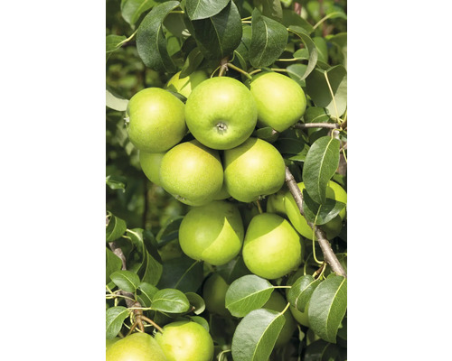 Päronträd med mogna päron