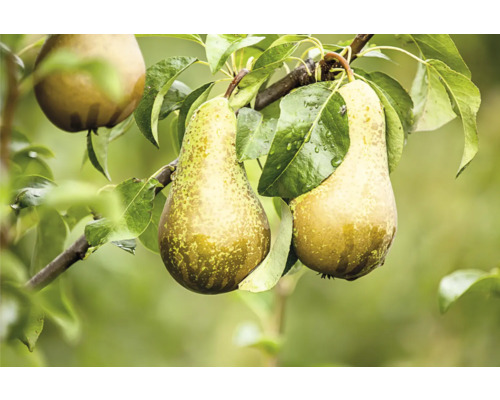 Gren med päron och löv