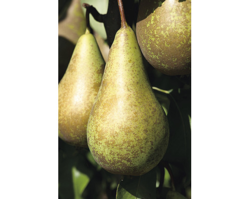 Päron på trädet