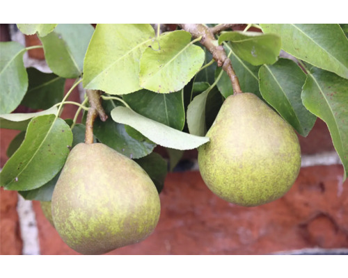 Två päron på trädet med löv