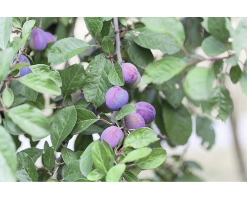 Plommon OMNIA GARDEN Prunus domestica Jubileum Plommon OMNIA GARDEN Prunus domestica Jubileum