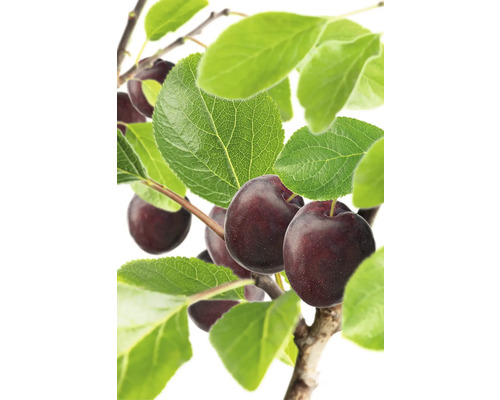 Plommonträd med mogna frukter och gröna blad
