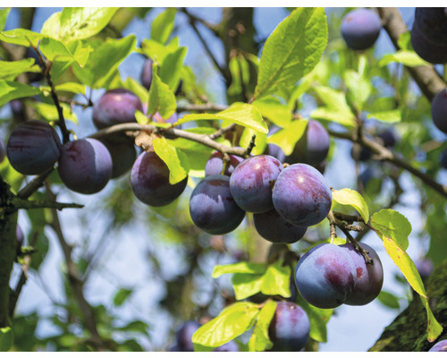 Plommonträd med mogna frukter och gröna blad