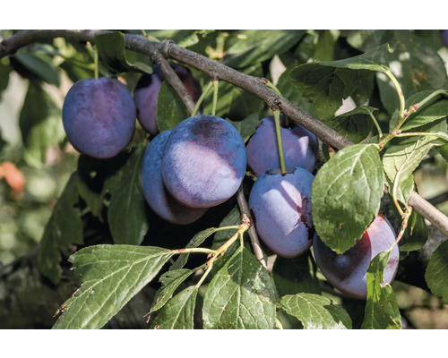 Plommon OMNIA GARDEN Prunus domestica Opal