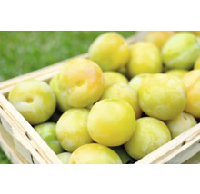 Plommon OMNIA GARDEN Prunus domestica Reine Claude dOullins inkl. uppbindningskit-thumb-2