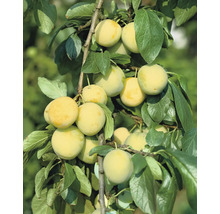Plommon OMNIA GARDEN Prunus domestica Reine Claude dOullins inkl. uppbindningskit-thumb-0