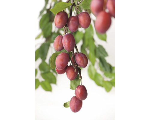 Plommon OMNIA GARDEN Prunus domestica Victoria Plommon OMNIA GARDEN Prunus domestica Victoria