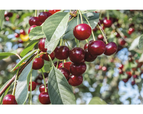 Surkörsbär OMNIA GARDEN Prunus cerasus (Morello) inkl. uppbindningskit