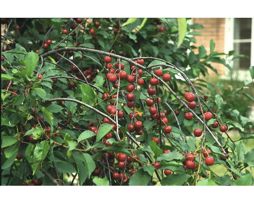 Körsbärsträd med mogna körsbär