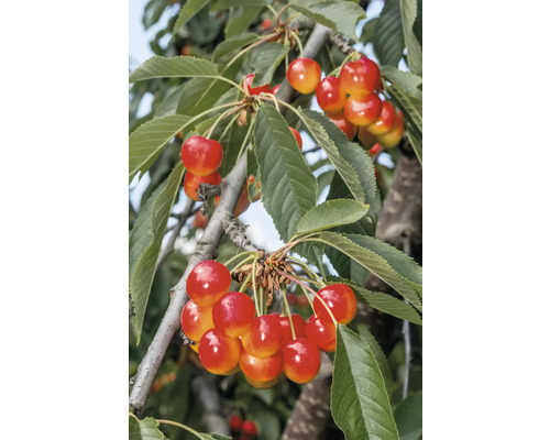 Sötkörsbär OMNIA GARDEN Prunus avium allmän gulröd bigarrå