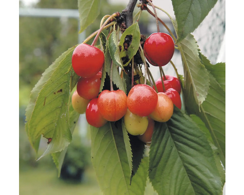 Körsbär på gren med gröna blad