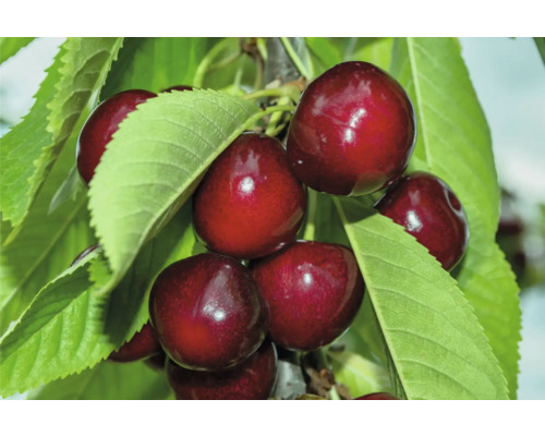 Sötkörsbär OMNIA GARDEN Prunus avium Sam Sötkörsbär OMNIA GARDEN Prunus avium Sam