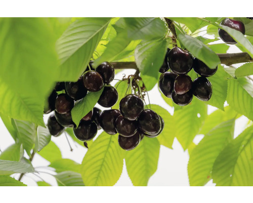 Sötkörsbär OMNIA GARDEN Prunus avium stor svart bigarrå Grosse Schwarze Knorpelkirsche inkl. uppbindningskit