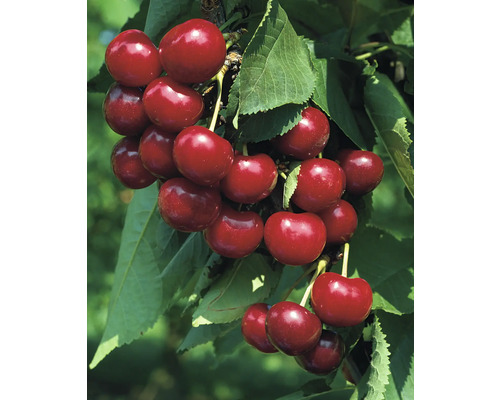 Sötkörsbär OMNIA GARDEN Prunus avium Van Sötkörsbär OMNIA GARDEN Prunus avium Van