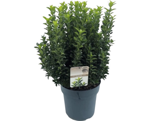 Buxus i kruka med gröna blad