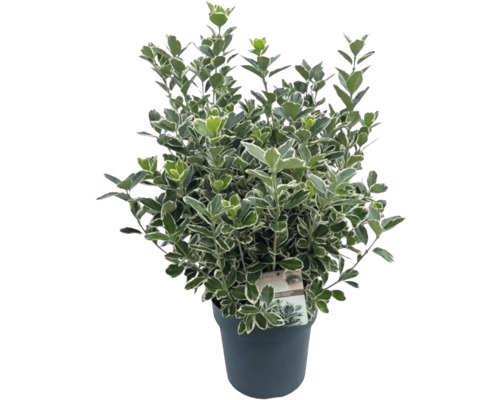 Japansk benved FLORASELF Euonymus japonicus Katy 25-30cm Co 5L