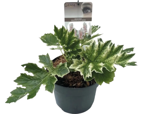 Acanthus Whitewater Sense i kruka