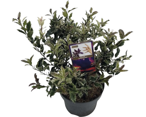 Järnek Ilex aquifolium 'Ingramii' 30-35cm Co 5L