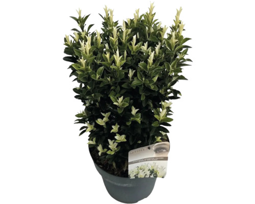 Japansk benved FloraSelf Euonymus japonicus 'Paloma Blanca' 40-50xcm co 5L buskig