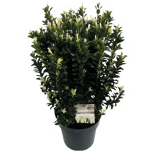 Städsegrön benved i kruka