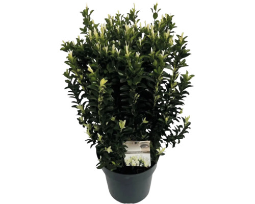Japansk benved FloraSelf Euonymus japonicus 'Paloma Blanca' 60-80xcm co 10L buskig