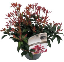 Japansk buskrosling FloraSelf Pieris japonica 'Mountain Fire' 25-30cm co 2L-thumb-0