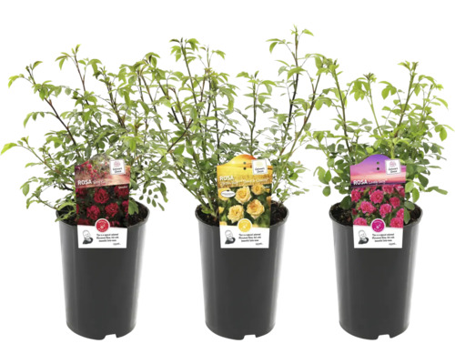 Tre rosenplantor i krukor med sortetiketter