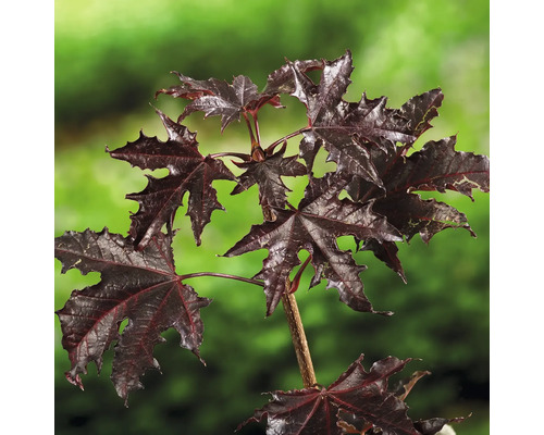 Lönnträd med röda löv