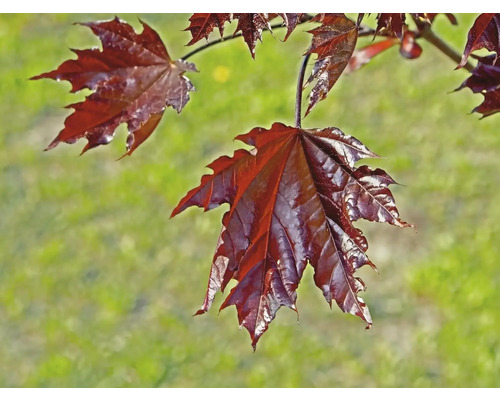 Närbild av lönnlöv